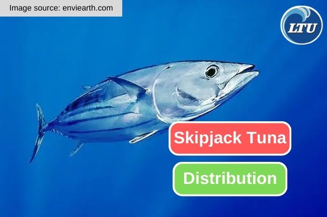 The Fascinating Distribution of Skipjack Tuna